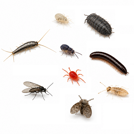 Common moisture pests