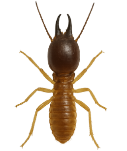 Termites pest identification